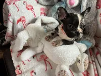 Davey , a male French Bulldog for sale in Benson, AZ – 3 of 4
