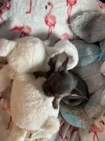 Puff, a female French Bulldog for sale in Benson, AZ – 4 of 4
