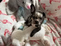 Whitey, a male French Bulldog for sale in Benson, AZ – 1 of 4