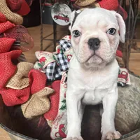 Callie Lou, a female Frenchton for sale in Benson, AZ – Photo 3 of 4