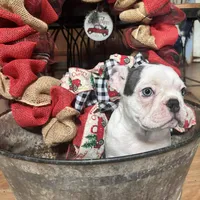 Callie Lou, a female Frenchton for sale in Benson, AZ – Photo 1 of 4