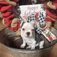 Callie Lou, a female Frenchton for sale in Benson, AZ – Photo 2 of 4