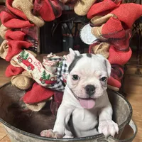Callie Lou, a female Frenchton for sale in Benson, AZ – Photo 4 of 4