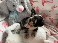 Davey , a male French Bulldog for sale in Benson, AZ – 2 of 4