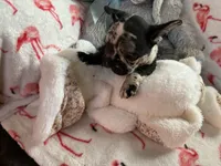 Sammy , a male French Bulldog for sale in Benson, AZ – 2 of 3