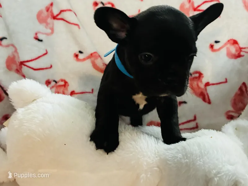 Mae – French Bulldog puppy for sale in Benson, AZ