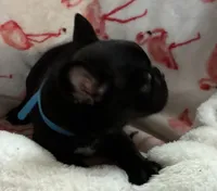 Mae, a female French Bulldog for sale in Benson, AZ – 3 of 3