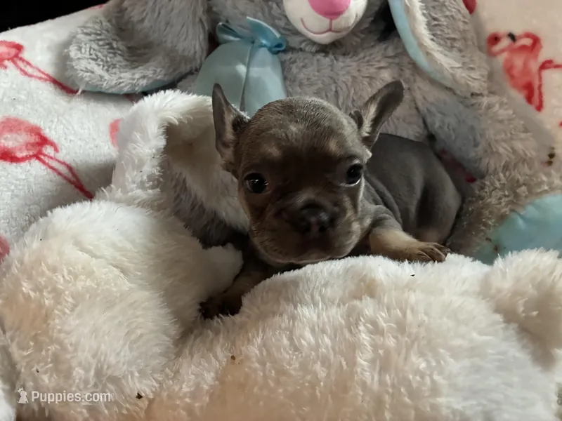 Puff – French Bulldog puppy for sale in Benson, AZ