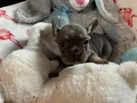 Puff, a female French Bulldog for sale in Benson, AZ – 1 of 4