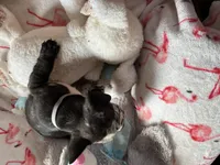 Whitey, a male French Bulldog for sale in Benson, AZ – 2 of 4