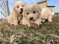 Nova, a female Great Pyrenees for sale in Thurmont, MD – Photo 3 of 7