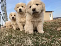 Nova, a female Great Pyrenees for sale in Thurmont, MD – Photo 2 of 7