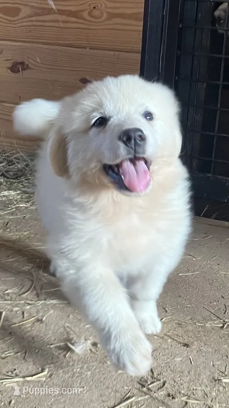 Pearl – Great Pyrenees puppy for sale in Thurmont, MD