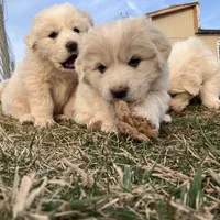 Atlas, a male Great Pyrenees for sale in Thurmont, MD – Photo 2 of 7