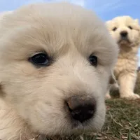 Atlas, a male Great Pyrenees for sale in Thurmont, MD – Photo 6 of 7