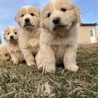 Atlas, a male Great Pyrenees for sale in Thurmont, MD – Photo 4 of 7