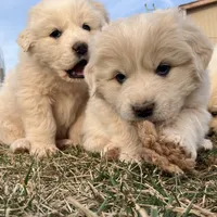 Atlas, a male Great Pyrenees for sale in Thurmont, MD – Photo 3 of 7