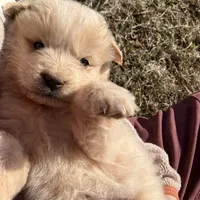 Atlas, a male Great Pyrenees for sale in Thurmont, MD – Photo 7 of 7