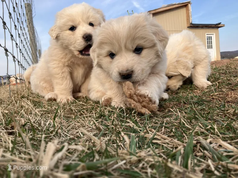 Luster, a female Great Pyrenees for sale in Thurmont, MD – Photo 1 of 9