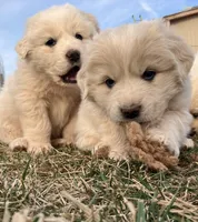 Luster, a female Great Pyrenees for sale in Thurmont, MD – Photo 3 of 9