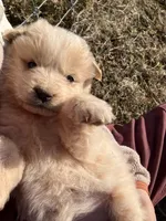 Luster, a female Great Pyrenees for sale in Thurmont, MD – Photo 2 of 9