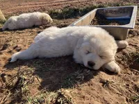Astro, a male Great Pyrenees for sale in Thurmont, MD – Photo 7 of 10