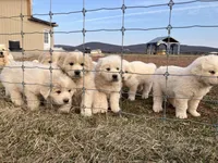 Astro, a male Great Pyrenees for sale in Thurmont, MD – Photo 6 of 10