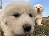 Astro, a male Great Pyrenees for sale in Thurmont, MD – Photo 9 of 10