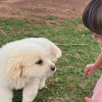 Comet, a male Great Pyrenees for sale in Thurmont, MD – Photo 3 of 7