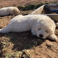 Comet, a male Great Pyrenees for sale in Thurmont, MD – Photo 5 of 7