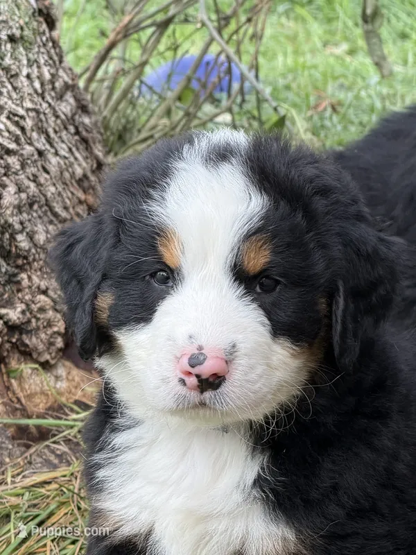 Blue  collar Male  – Bernese Mountain Dog puppy for sale in Sackets Harbor, NY
