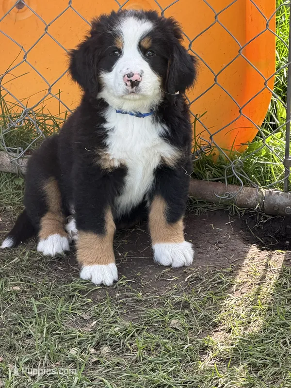 Blue  collar Male  – Bernese Mountain Dog puppy for sale in Sackets Harbor, NY