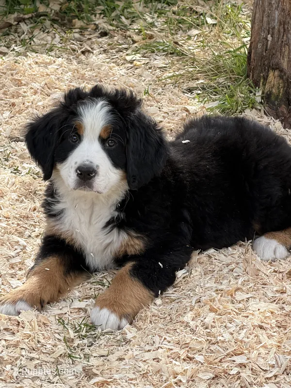 Orange Collar Female – Bernese Mountain Dog puppy for sale in Sackets Harbor, NY
