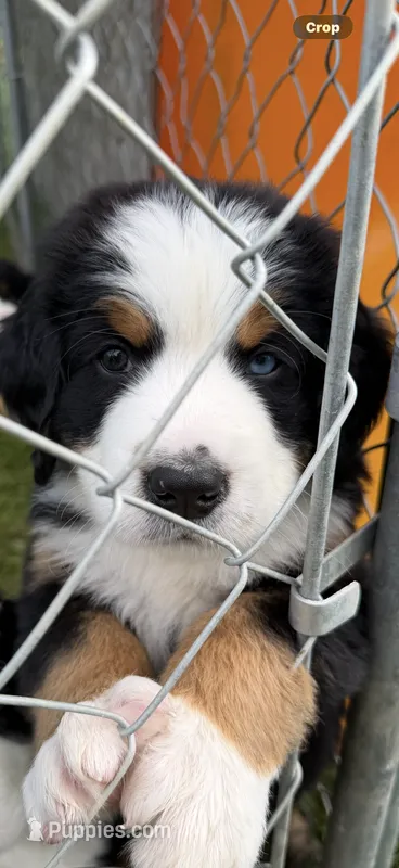 Black collar Male – Bernese Mountain Dog puppy for sale in Sackets Harbor, NY