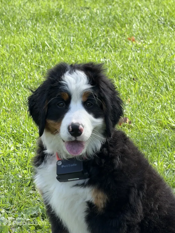 Green Collar Female  – Bernese Mountain Dog puppy for sale in Sackets Harbor, NY