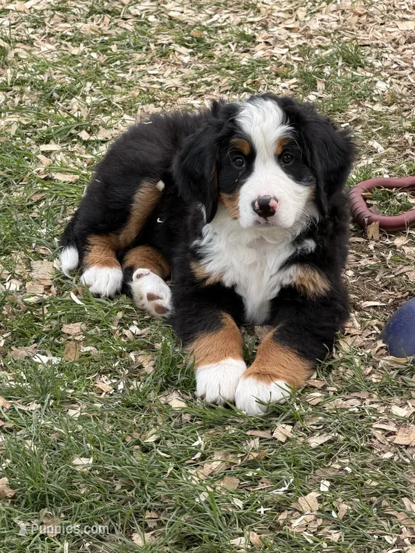 Green Collar Female  – Bernese Mountain Dog puppy for sale in Sackets Harbor, NY