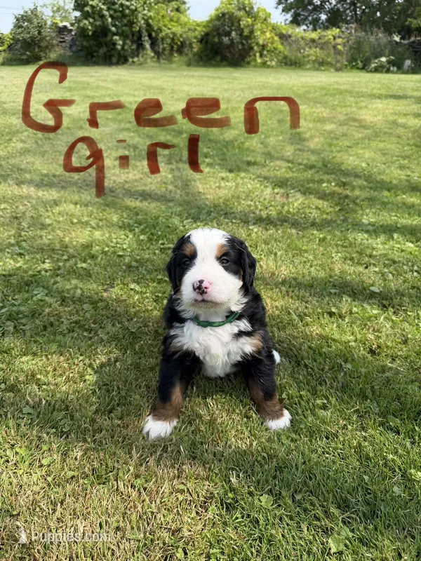 Green Collar Female  – Bernese Mountain Dog puppy for sale in Sackets Harbor, NY