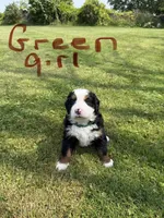 Green Collar Female , a female Bernese Mountain Dog for sale in Sackets Harbor, NY – 1 of 1