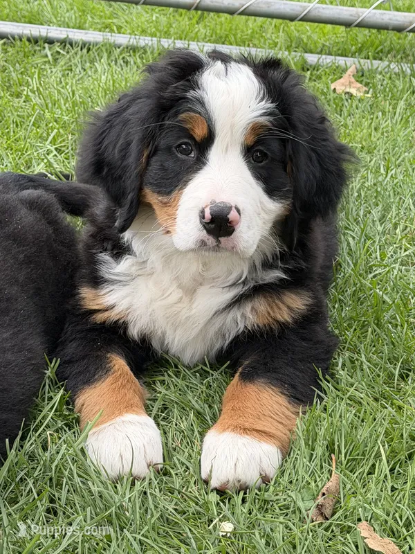 Green Collar Female  – Bernese Mountain Dog puppy for sale in Sackets Harbor, NY