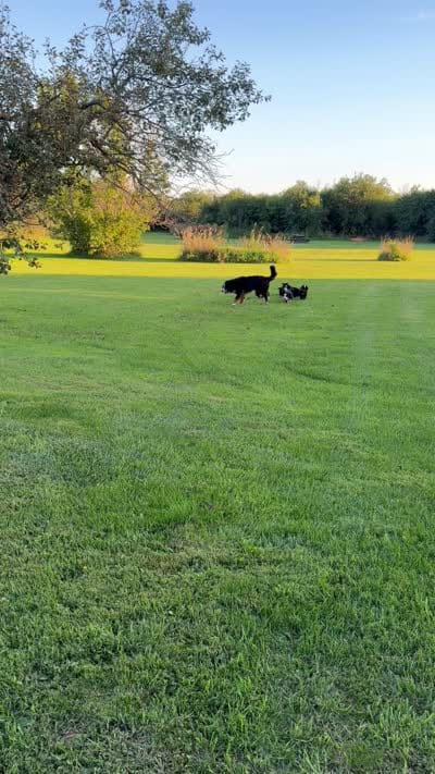 Orange Collar Female, a female Bernese Mountain Dog for sale in Sackets Harbor, NY – 4 of 5