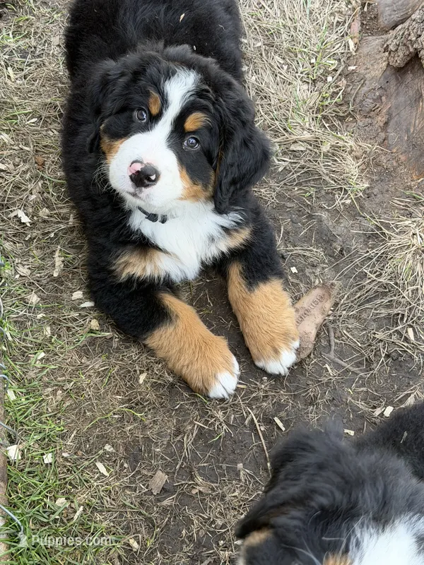 Navy Blue collar  – Bernese Mountain Dog puppy for sale in Sackets Harbor, NY