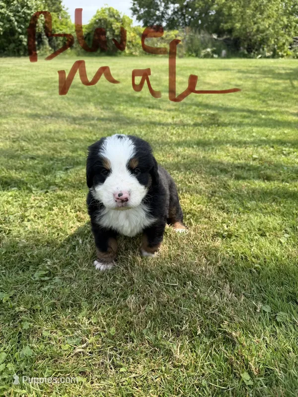 Blue  collar Male  – Bernese Mountain Dog puppy for sale in Sackets Harbor, NY