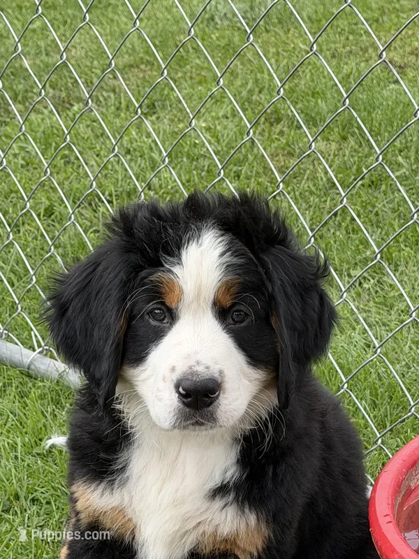 Orange Collar Female – Bernese Mountain Dog puppy for sale in Sackets Harbor, NY
