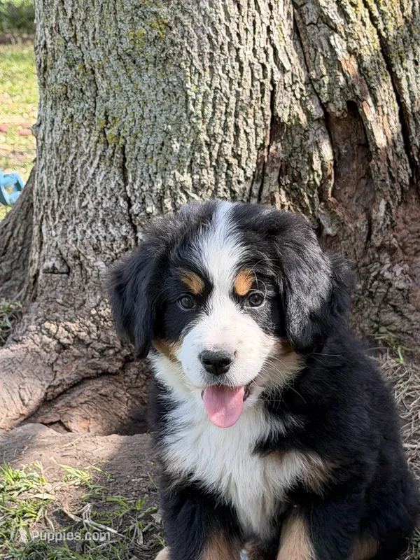 Yellow collar Female  – Bernese Mountain Dog puppy for sale in Sackets Harbor, NY