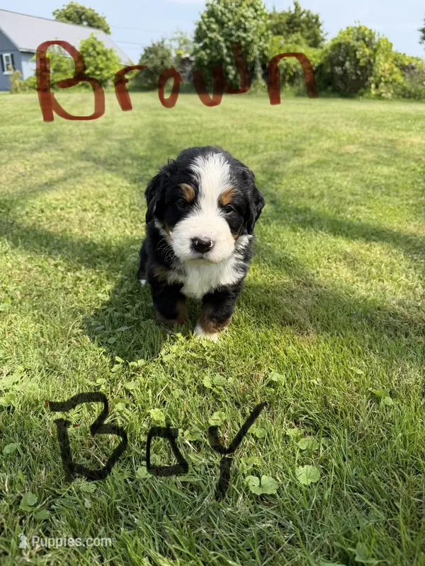 Brown collar Male – Bernese Mountain Dog puppy for sale in Sackets Harbor, NY