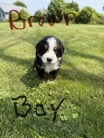 Brown collar Male, a male Bernese Mountain Dog for sale in Sackets Harbor, NY – 1 of 1
