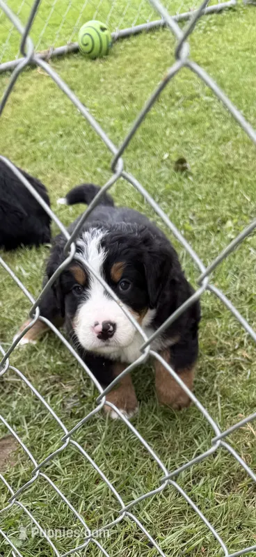 Navy Blue collar  – Bernese Mountain Dog puppy for sale in Sackets Harbor, NY