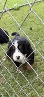 Navy Blue collar , a male Bernese Mountain Dog for sale in Sackets Harbor, NY – 1 of 1