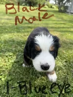 Black collar Male, a male Bernese Mountain Dog for sale in Sackets Harbor, NY – 2 of 2