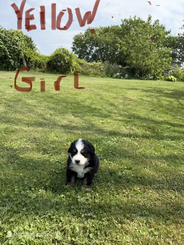 Yellow collar Female  – Bernese Mountain Dog puppy for sale in Sackets Harbor, NY